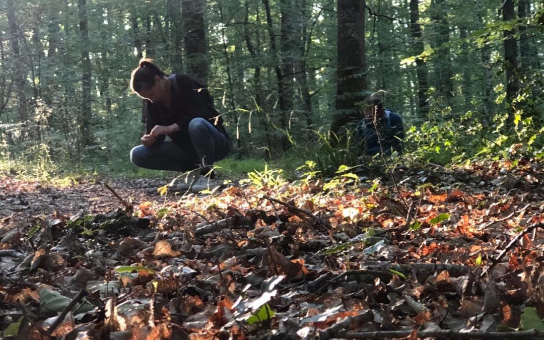 « En immersion dans la forêt »