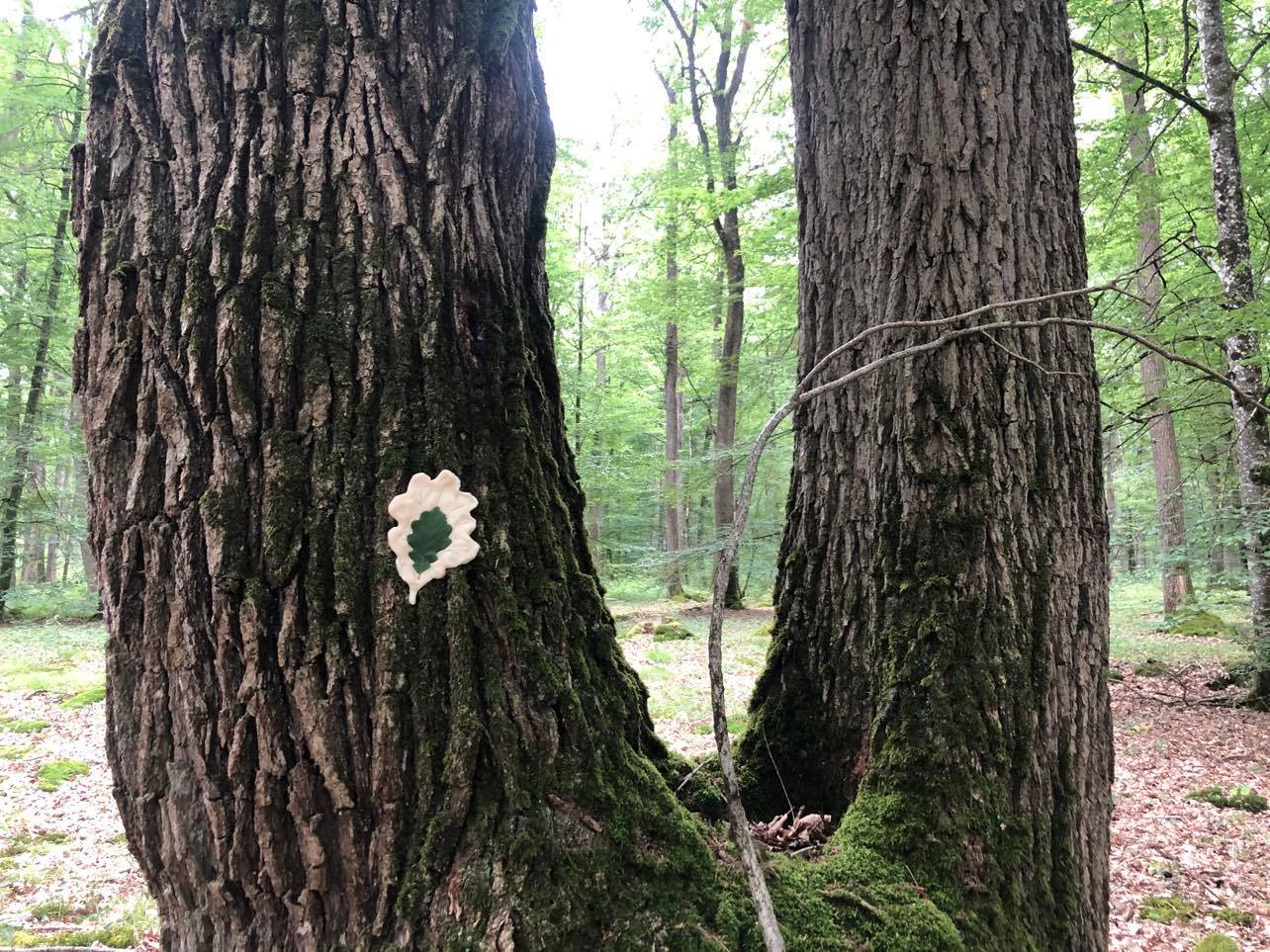 Page Bain de forêt pour TOUS