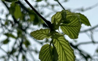Chaque année, le printemps m’émerveille…