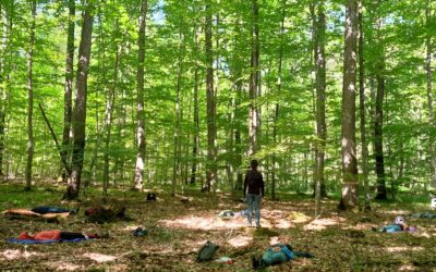 Écriture spontanée infusée d’un Bain de forêt…