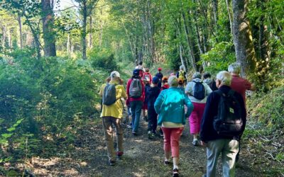 Un Bain de forêt… unique…