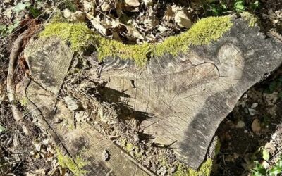 « Tu ne dis rien »…