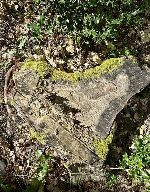 « Tu ne dis rien »…