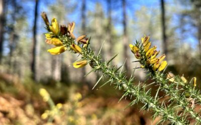 Écriture spontanée sur l&rsquo;IA…
